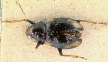 Media type: image; Entomology 9803   Aspect: habitus dorsal view
